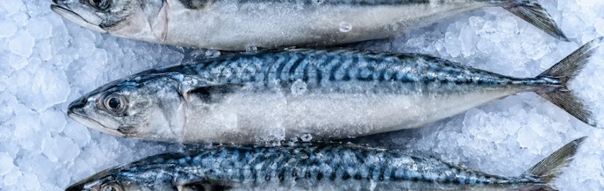Walvis Bay port Namibia frozen fish export hub cape horse mackerel processing