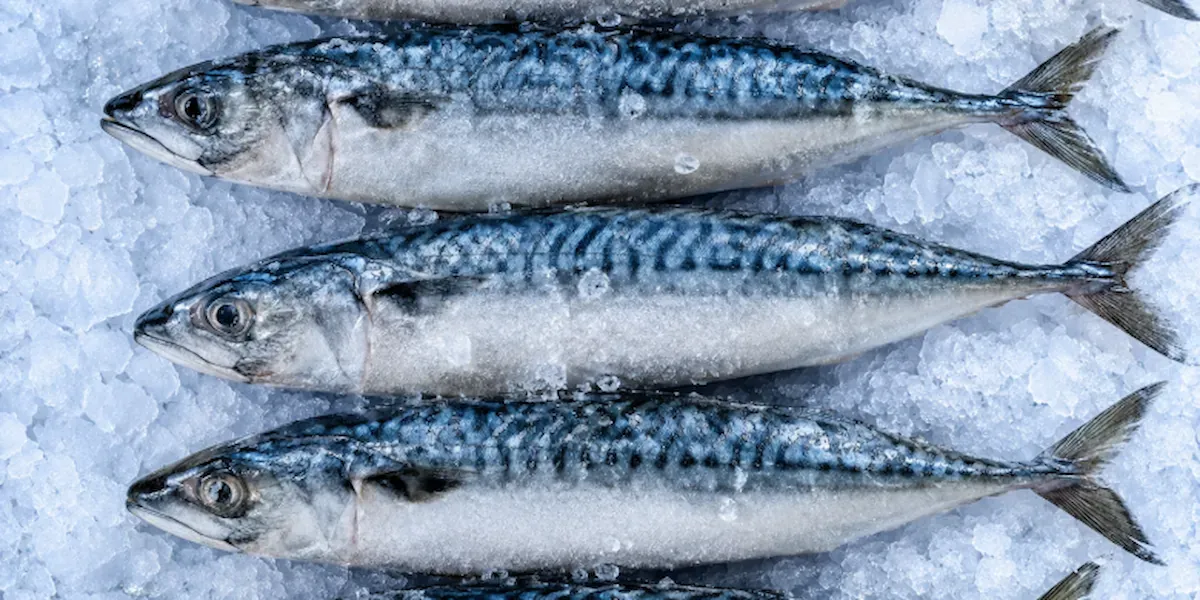 Frozen Atlantic mackerel whole round IQF — ready for export from Norway