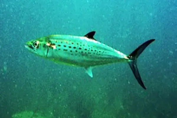 Scomberomorus guttatus spotted seer fish IQF — MPEDA-certified Indian Ocean export lot