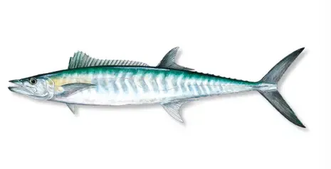 Scomberomorus cavalla frozen king mackerel — Gulf of Mexico SIMP-regulated commercial catch