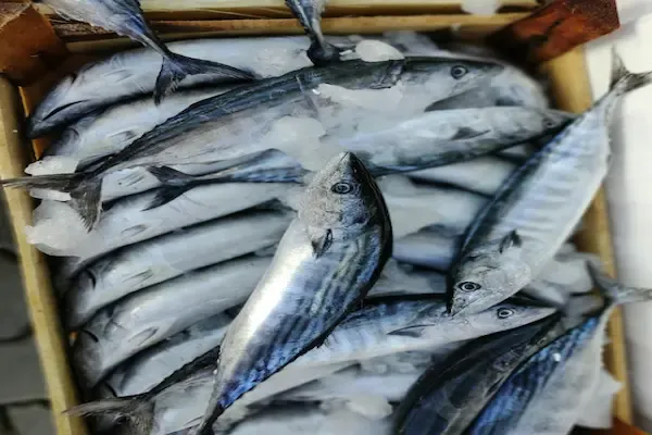 Scomberomorus commerson IQF whole round on ice — Sri Lanka commercial origin