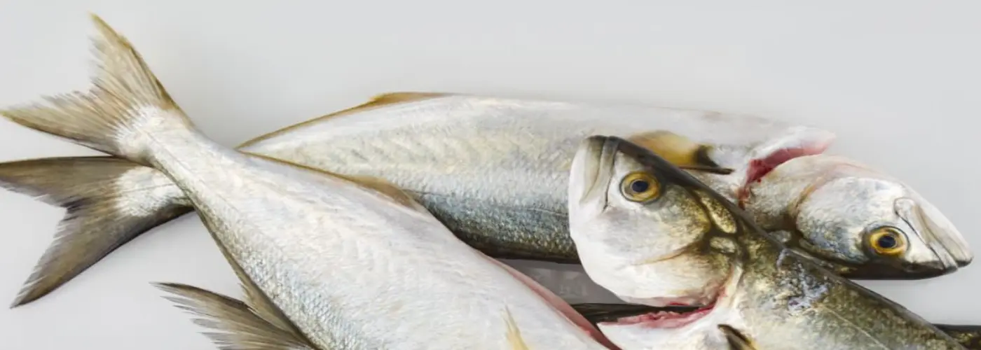 Frozen pelagic fish wholesale market Sub-Saharan Africa — 20kg carton bulk trade CIF Lomé Tema Lagos