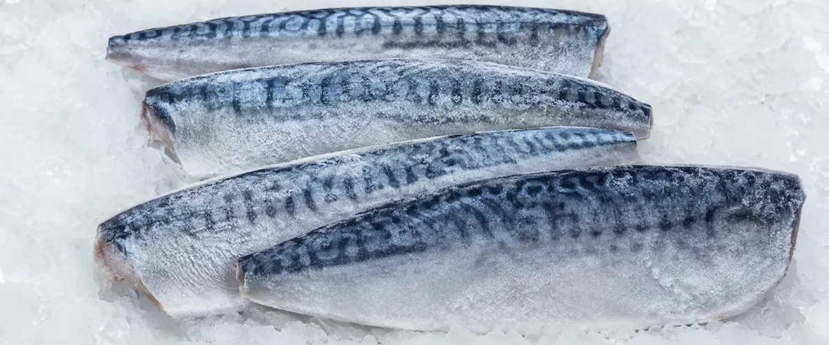 Frozen Atlantic mackerel H&G and fillet formats BQF block, processing line