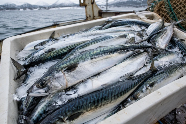 Frozen Atlantic mackerel Scomber scombrus whole round IQF, Norway origin