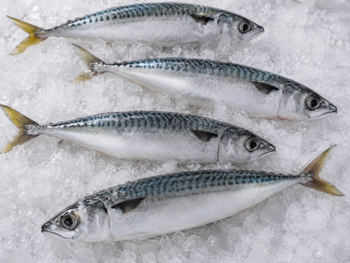 Frozen blue mackerel Scomber australasicus IQF whole round, Port Lincoln Australia