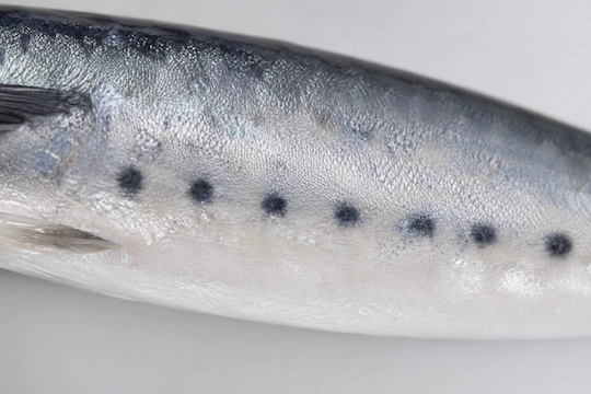 Blue mackerel Scomber australasicus belly pattern ventral spots species identification