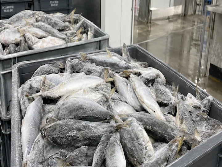 Frozen cape horse mackerel Trachurus capensis Walvis Bay Namibia processing IQF whole round