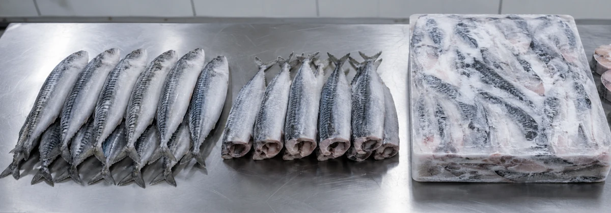 Frozen mackerel formats overview IQF whole round BQF block HG fillet steak comparison