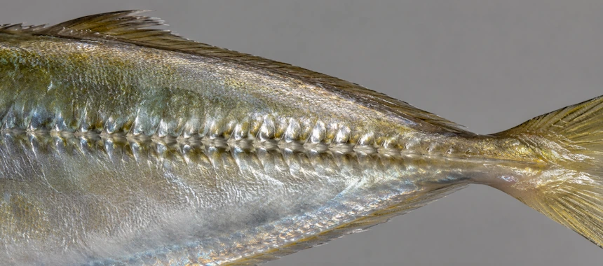 Horse mackerel Trachurus trachurus lateral scutes closeup species identification frozen fish