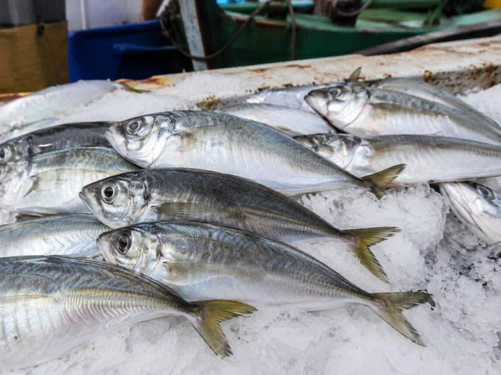 Frozen horse mackerel Trachurus trachurus whole round IQF Morocco Mauritania origin