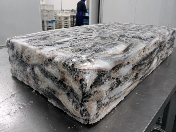 Frozen jack mackerel Trachurus murphyi BQF block 20kg Callao Peru export jurel