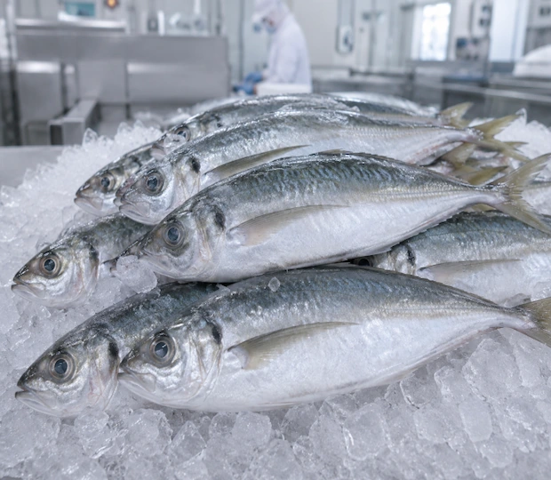Frozen Japanese jack mackerel Trachurus japonicus ma-aji IQF whole round Japan processing