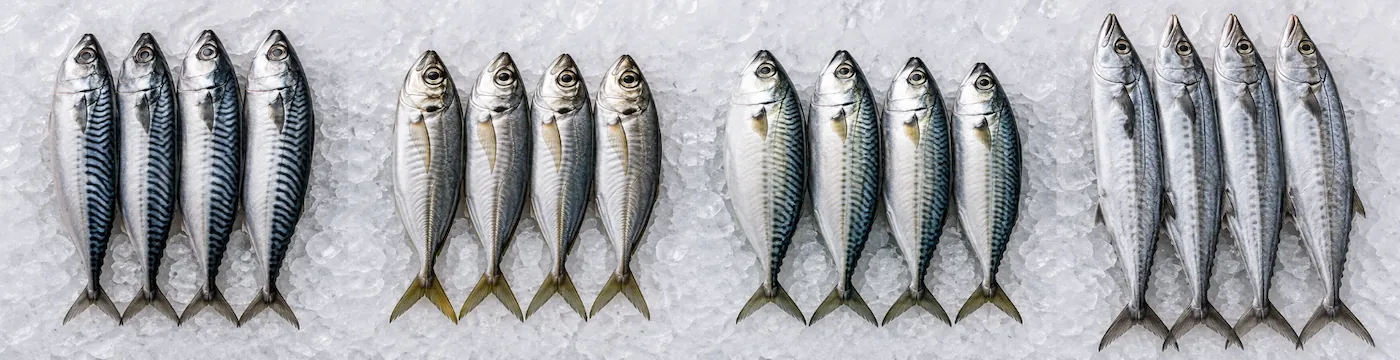 Frozen mackerel species overview banner Scomber Trachurus Rastrelliger Scomberomorus wholesale supplier