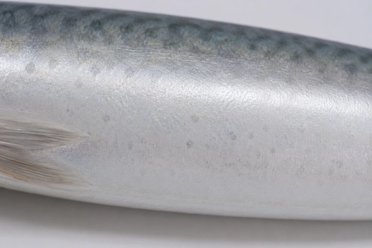 Pacific mackerel Scomber japonicus belly plain white species identification comparison