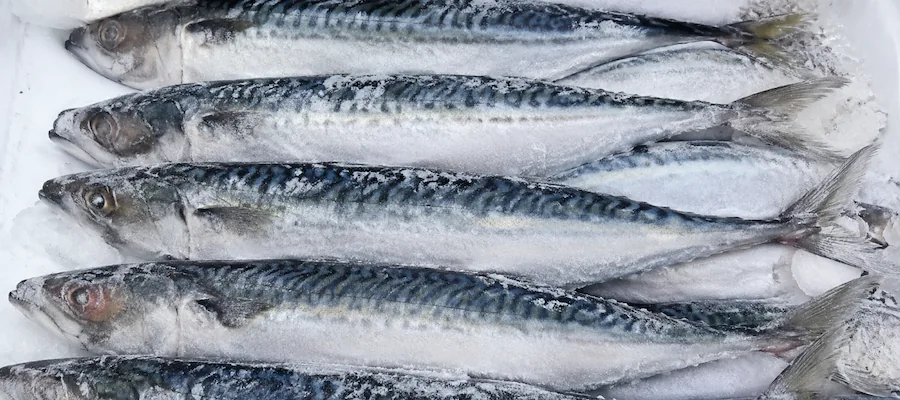 Frozen Pacific mackerel BQF block 20kg Callao Peru export, Scomber japonicus caballa