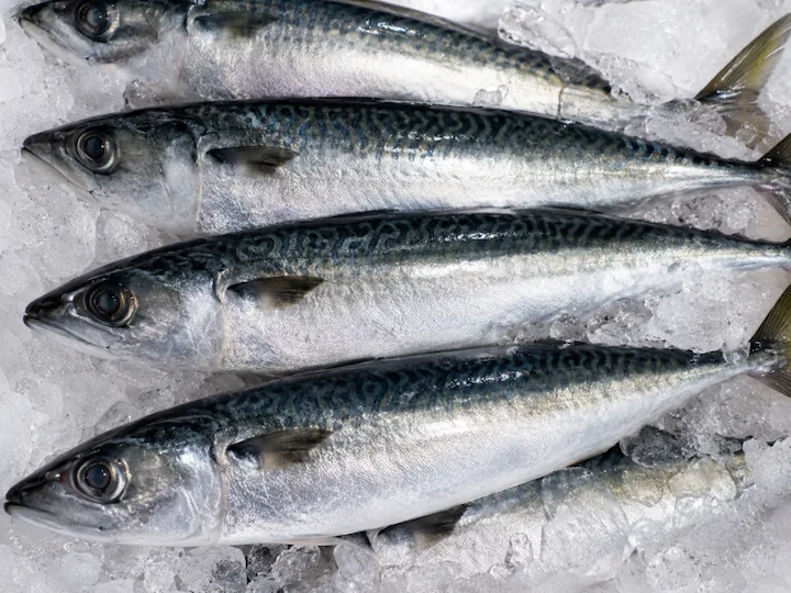 Frozen Pacific mackerel Scomber japonicus whole round IQF, Japan origin
