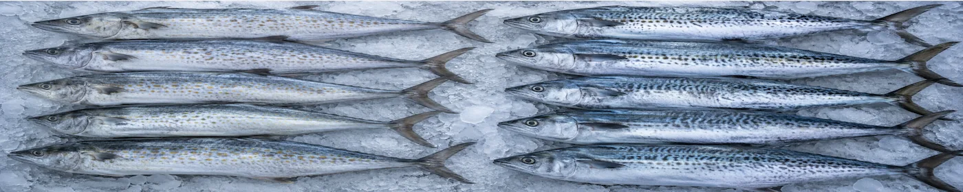 Frozen Spanish mackerel kingfish Scomberomorus commerson cavalla niphonius wholesale frozen supplier